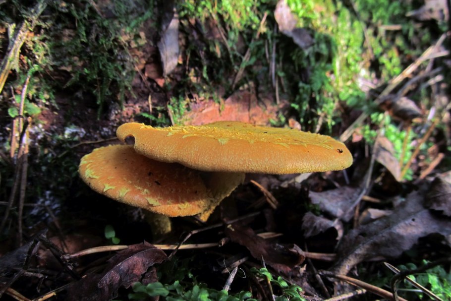 Вёшенка оранжевая (phyllotopsis nidulans)