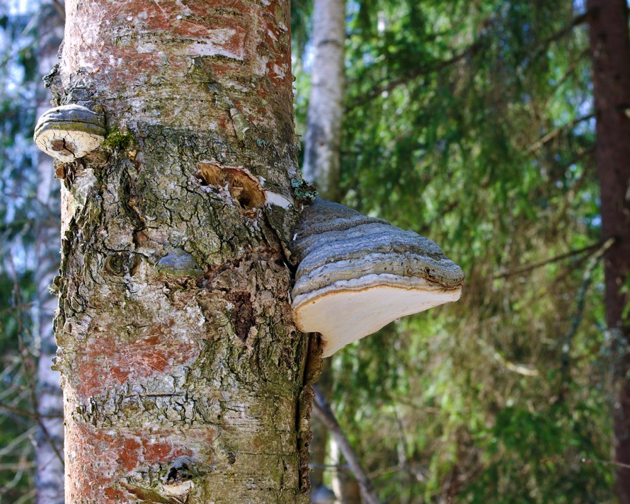 Трутовик Лучистый Inonotus radiatus