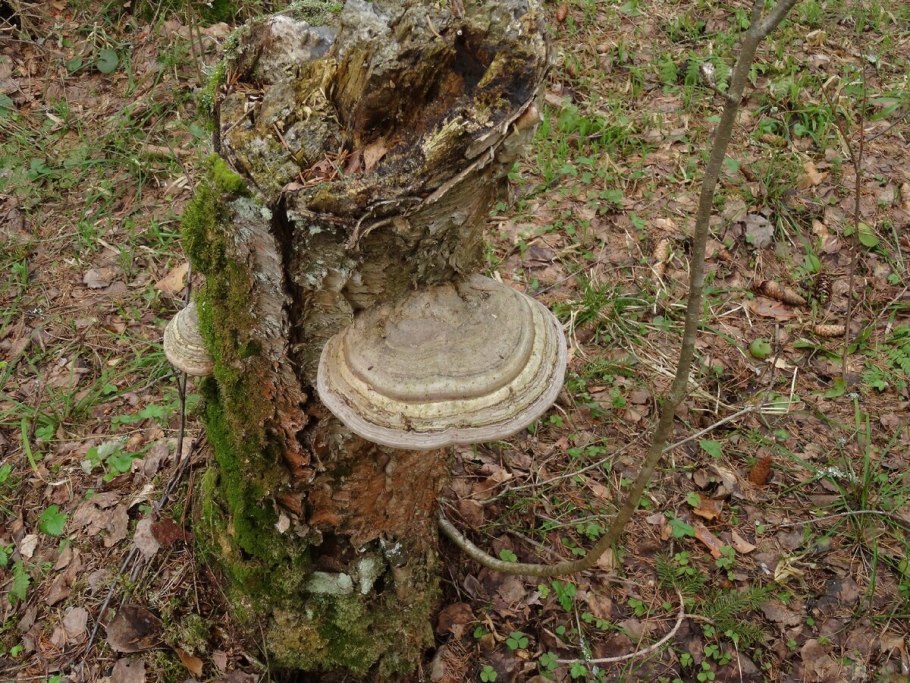 Трутовик берёзовый