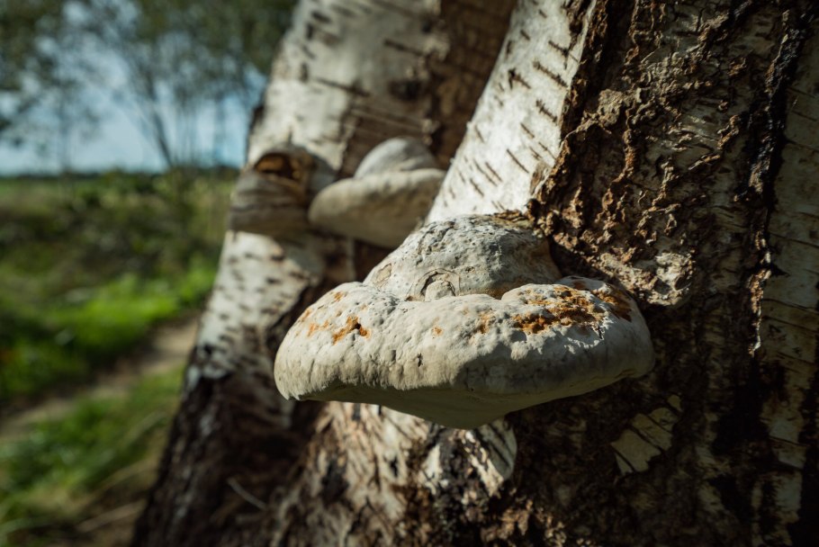 Гриб трутовик березовый