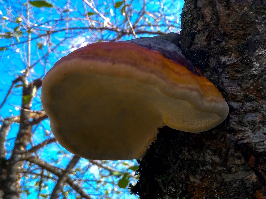 Трутовик Лучистый (Xanthoporia Radiata)