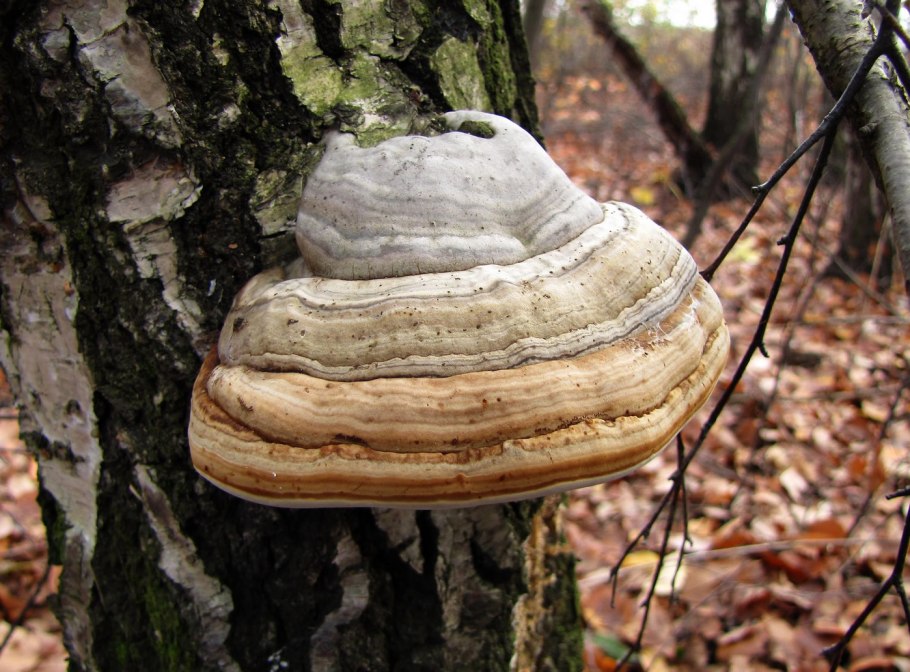 Трутовик берёзовый (Fomitopsis betulina)