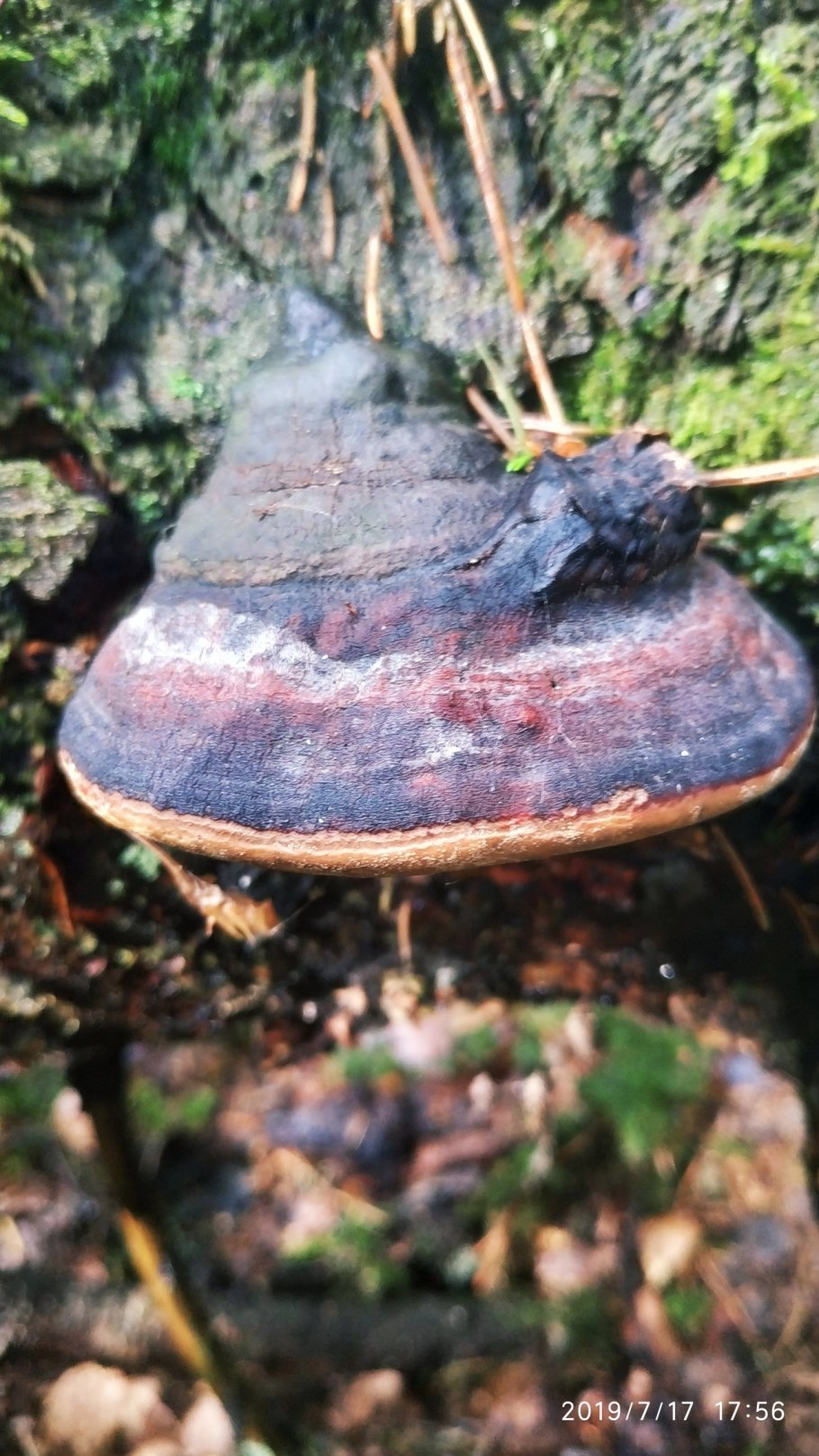 Трутовик на Березе