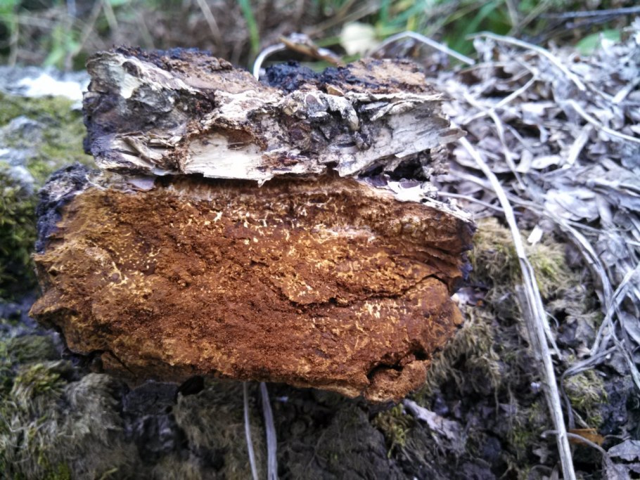 Трутовик окаймленный Fomitopsis pinicola