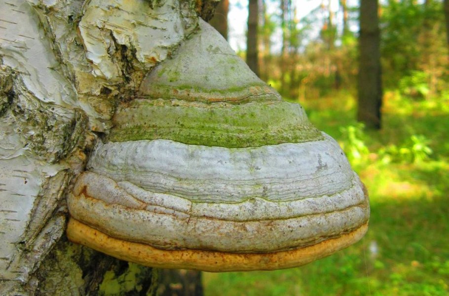 Трутовик настоящий fomes fomentarius