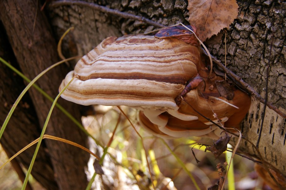 Чага Гордеев