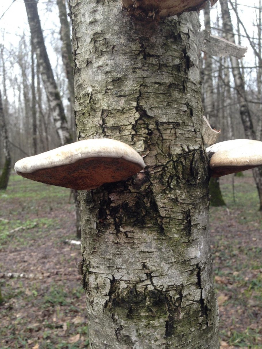 Трутовик белый