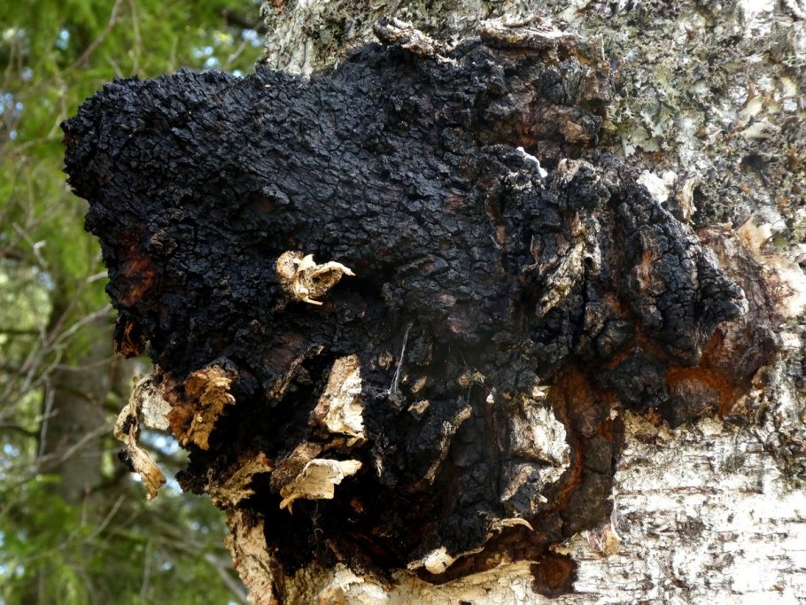 Гриб трутовик окаймленный