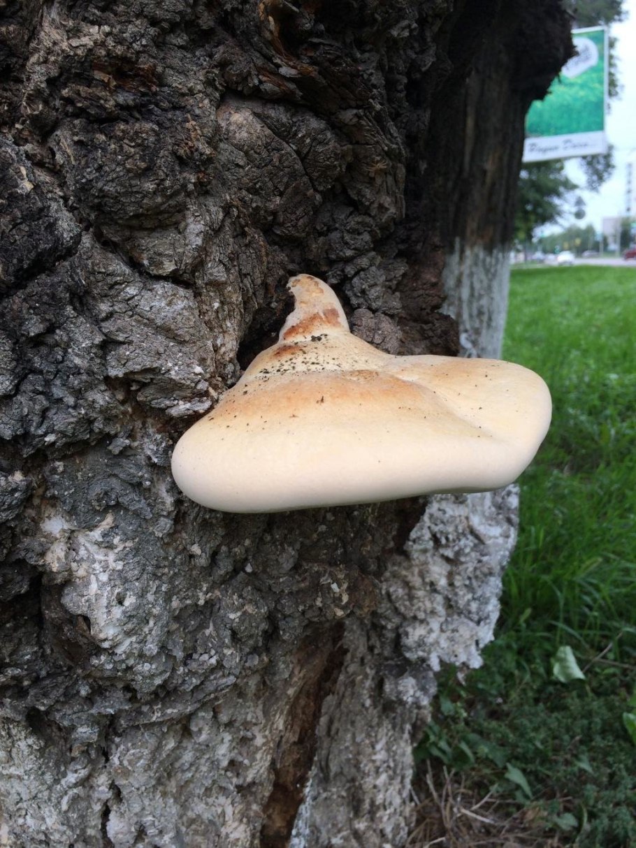 Piptoporus betulinus