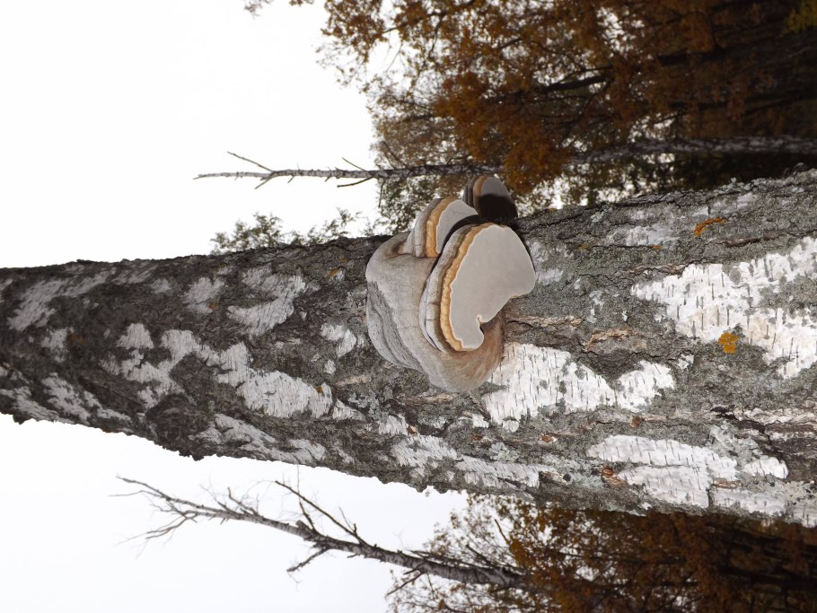 Гриб трутовик березовый