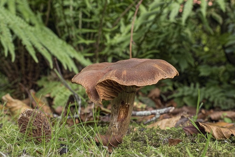 Гриб Armillaria solidipes