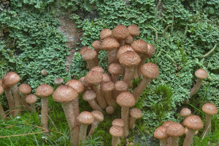 Паутинник пластинчатый