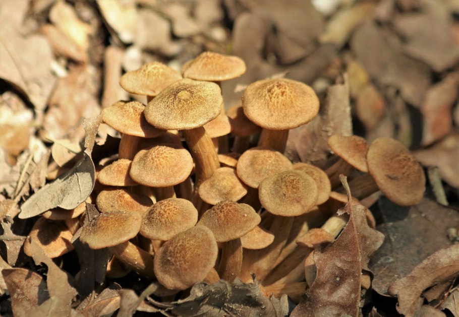 Гриб Armillaria