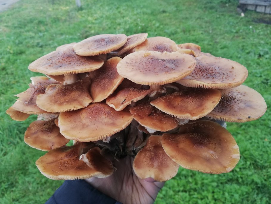Опенок темный Armillaria ostoyae
