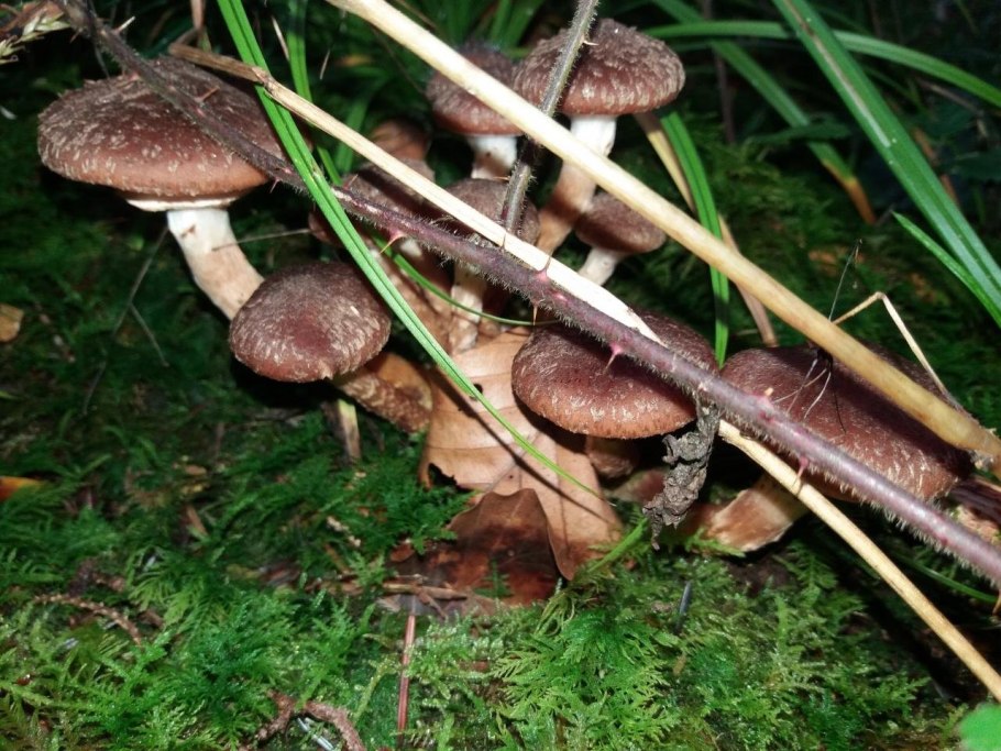Опенок осенний (Armillariella mellea)