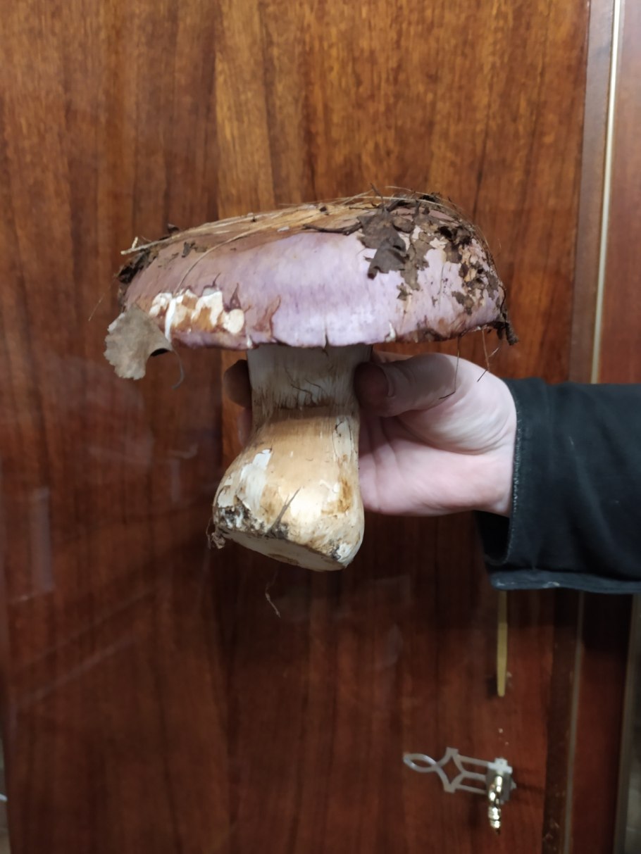 Паутинник опоясанный Cortinarius balteatus