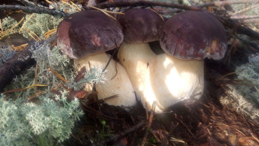 Белый гриб и Боровик одно и тоже