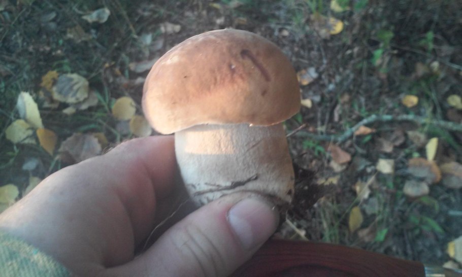 Белый гриб чернеет