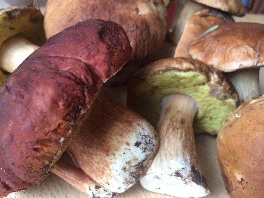 Белый гриб под шляпкой