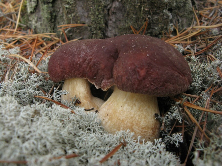 Боровик трубчатый