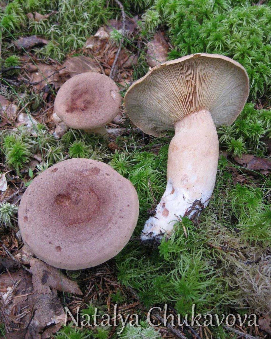 Млечник сиреневый