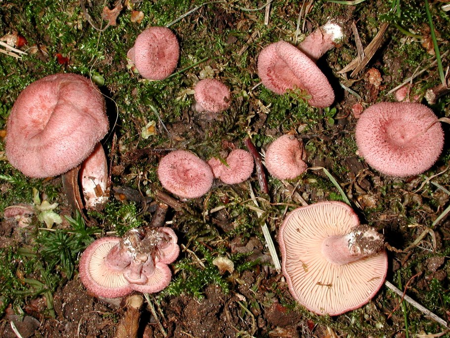 Млечник шиповатый (Lactarius spinosulus)