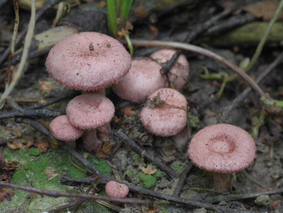Млечник шиповатый (Lactarius spinosulus)