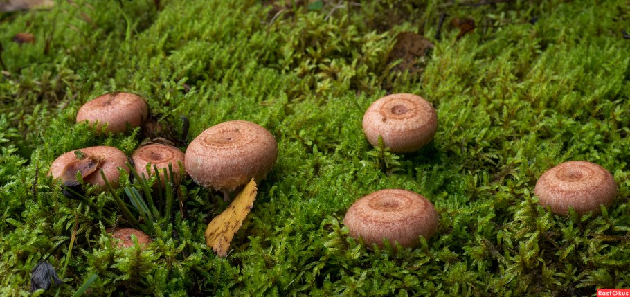 Волнушки и чернушки