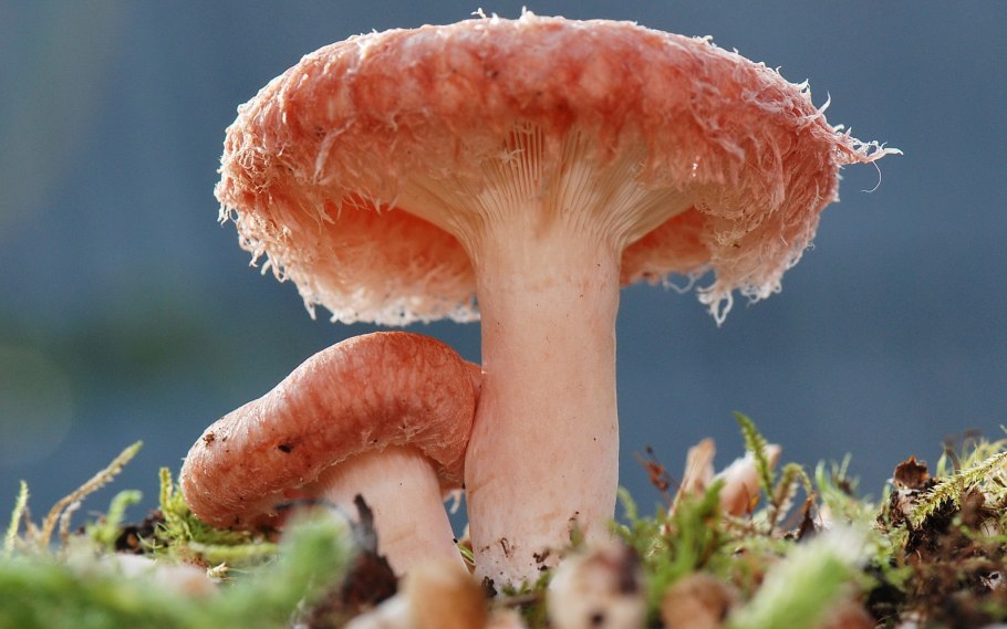 Млечник серо-розовый Lactarius helvus