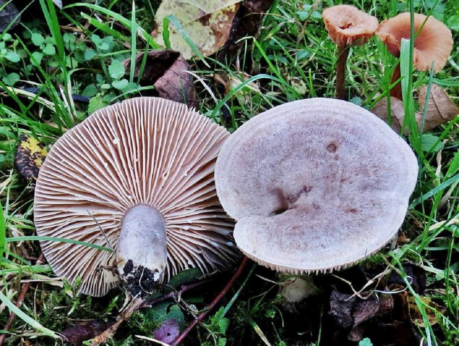 Сыроежка гриб