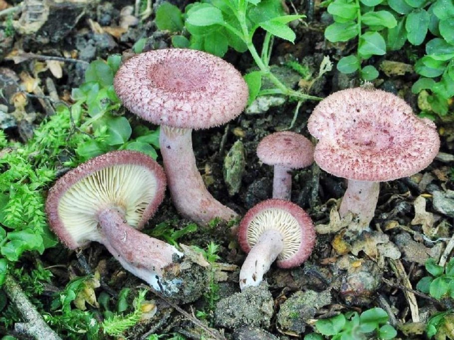 Волнушки лисички рыжики