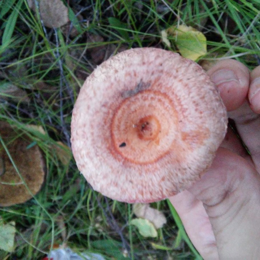 Гриб волнушка млечник шиповатый