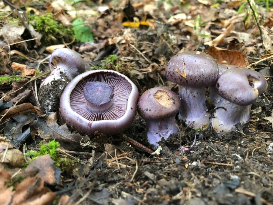 Лесные грибы волнушки