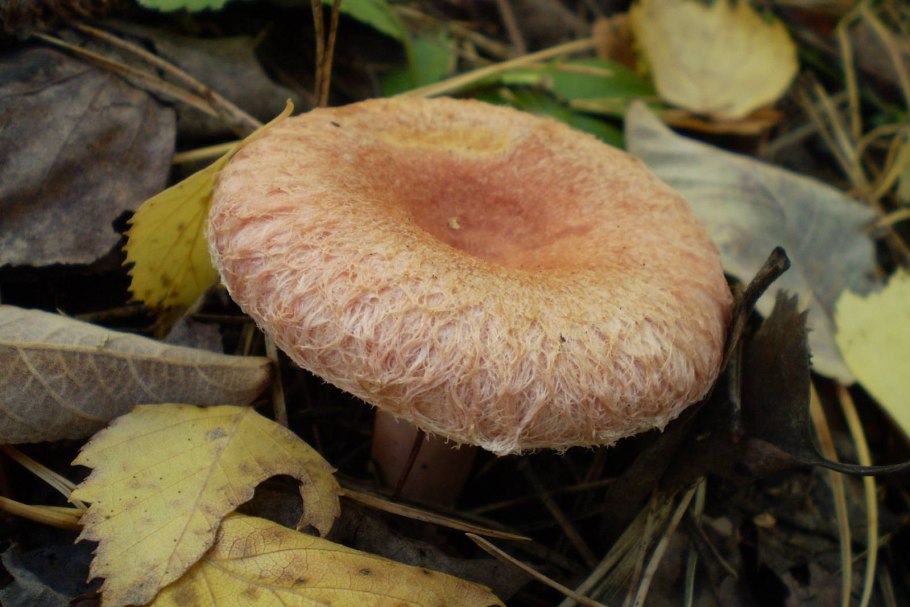Волнушка гриб снизу