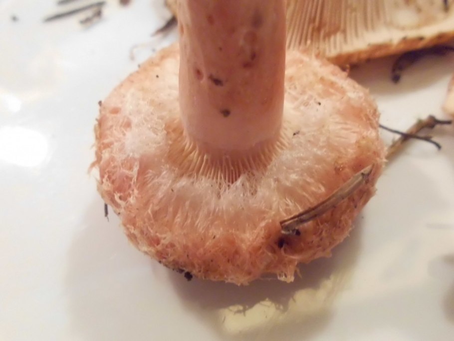 Lactarius torminosus – волнушка