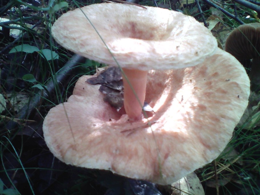 Волнушка гриб