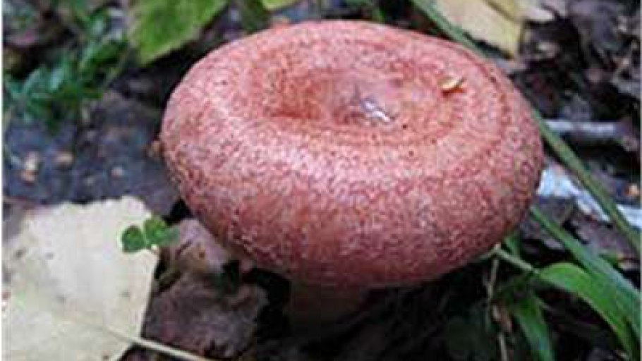 Lactarius torminosus – волнушка