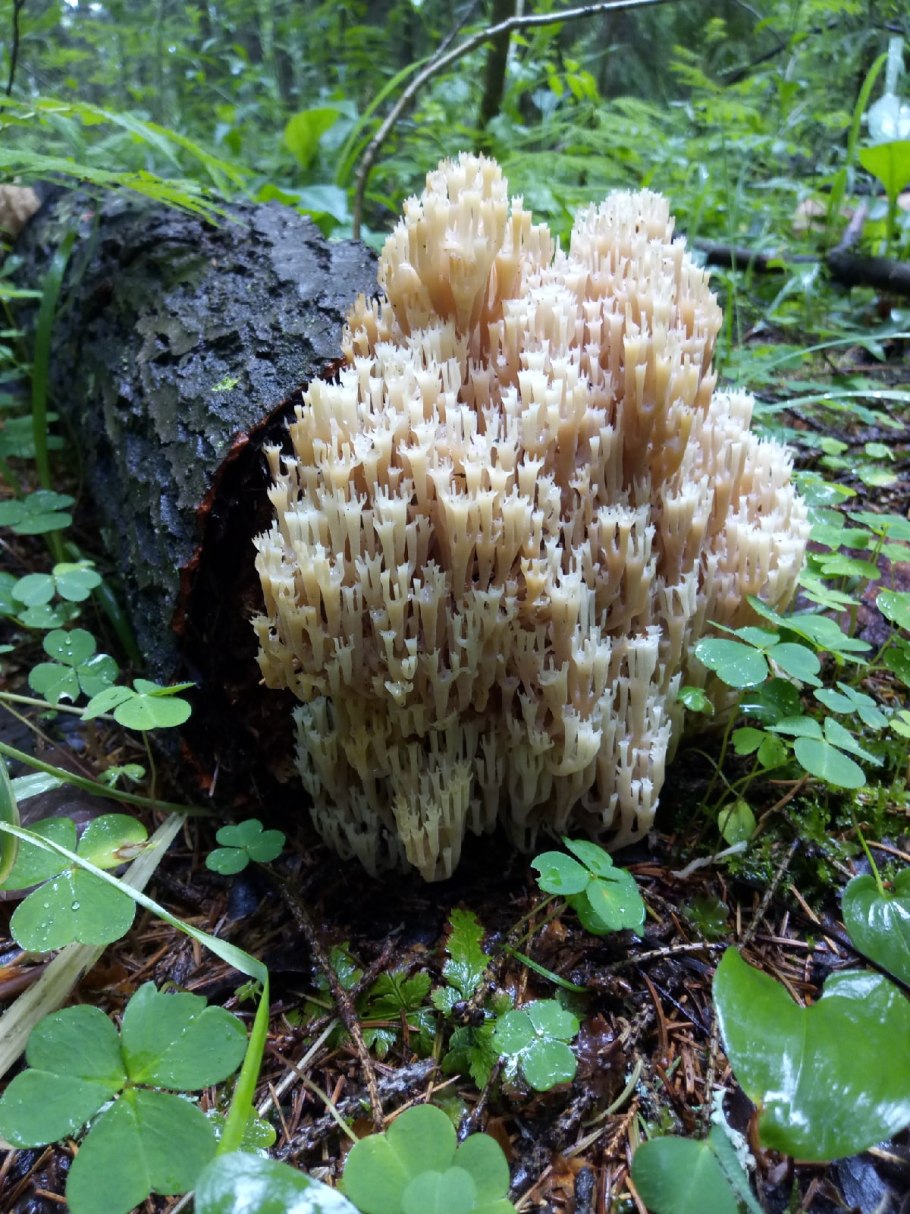 Клавулина гриб