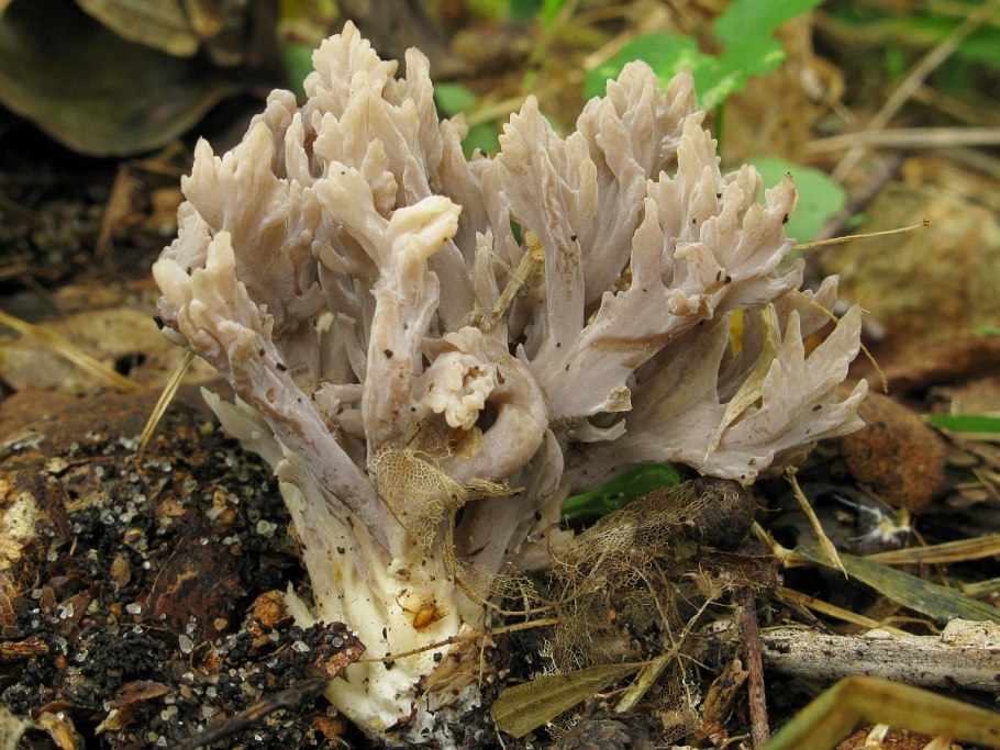 Ramaria Formosa