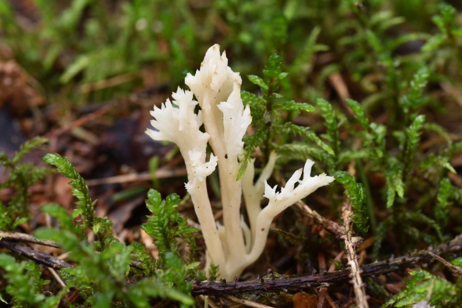 Калоцера клейкая Оленьи рожки