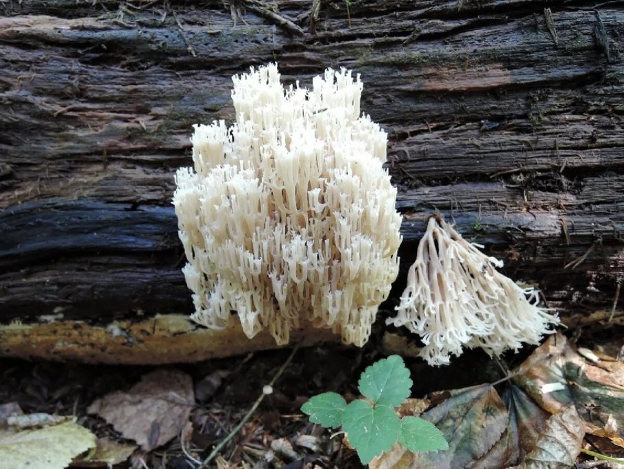 Коралл беловатый