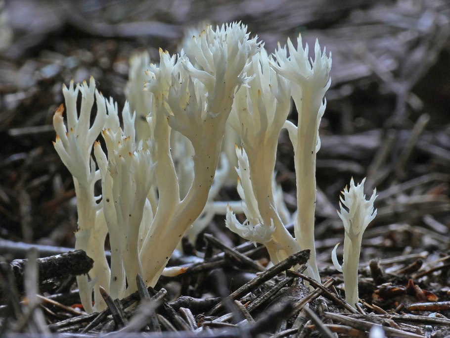 Рогатик Оленьи рожки