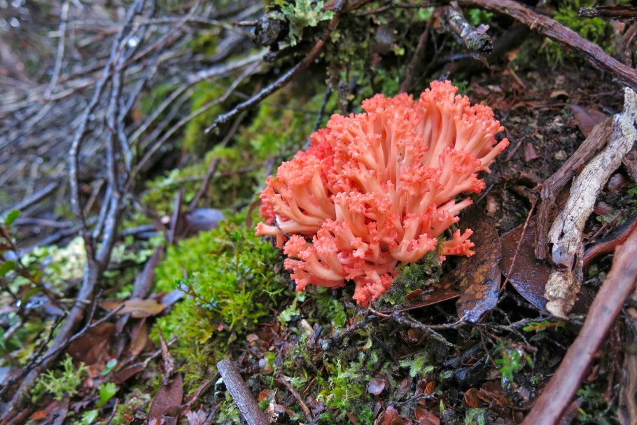 Calocera viscosa гриб