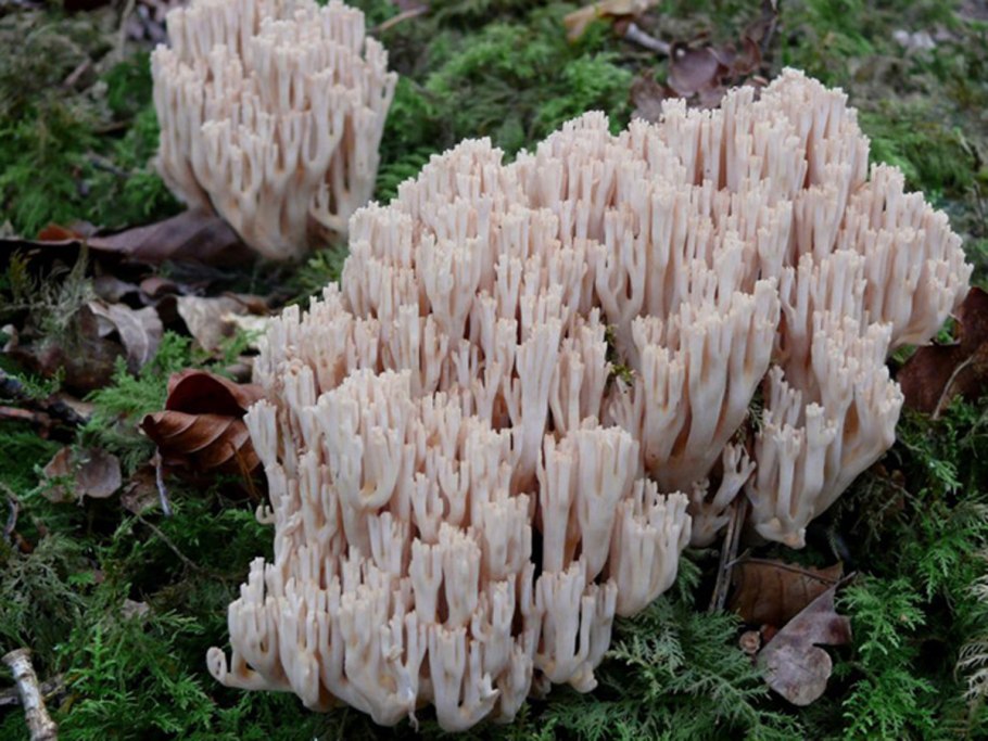 Трутовики, рыжики, рогатики, лисички