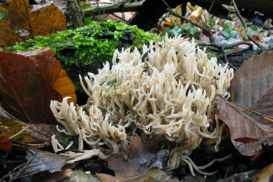 Рогатик гроздевой (Ramaria Botrytis)