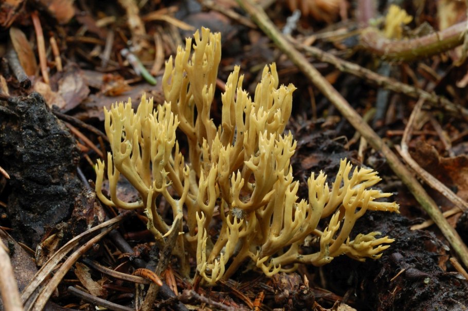 Гриб Рогатик Инвала