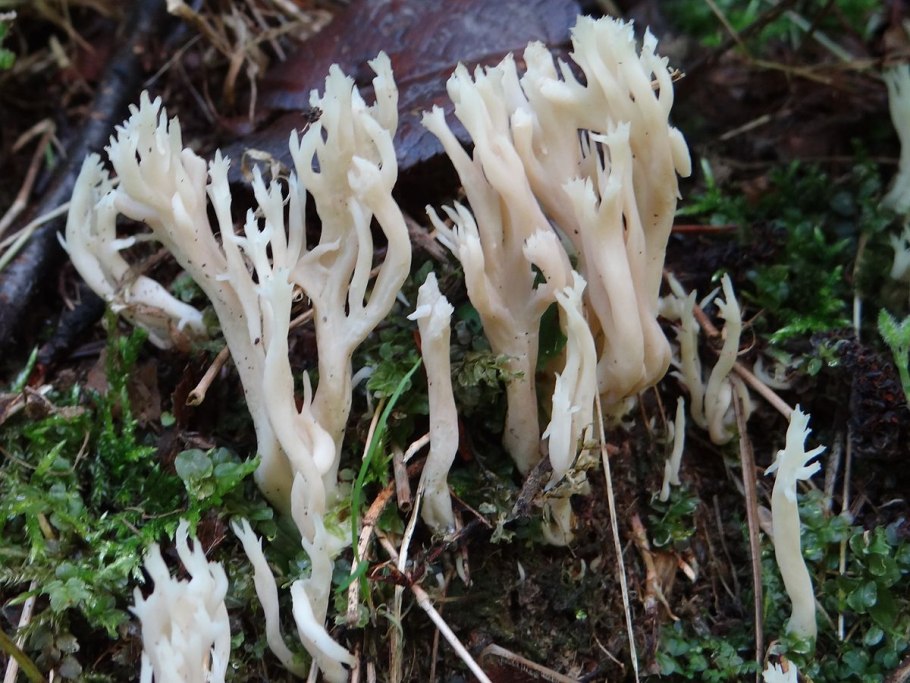 Клавулина гребенчатая