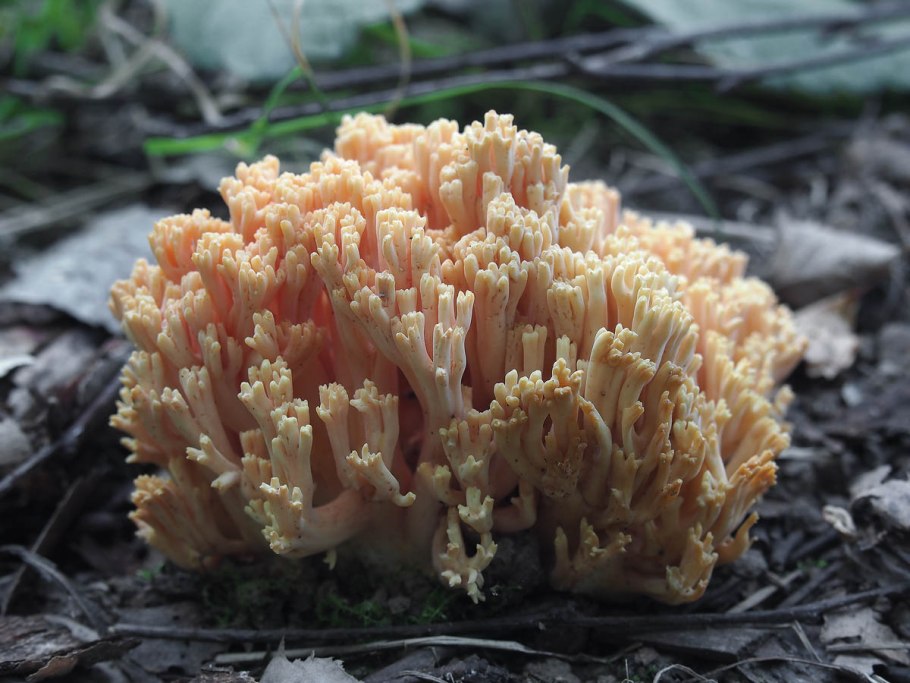 Рогатик прямой (Ramaria stricta).