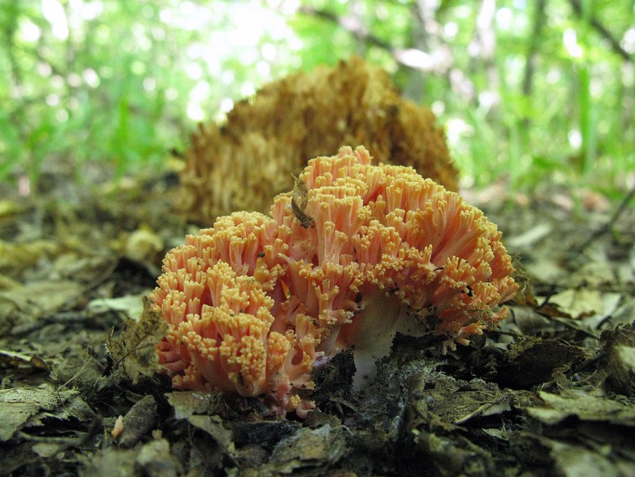 Рамария золотистая - Ramaria Aurea