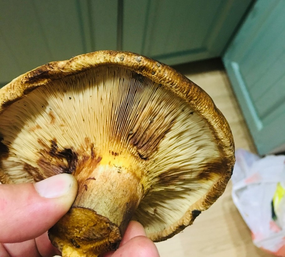 Свинушки чернушки грибы